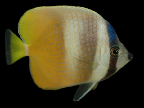 Chaetodon kleinii 7-10 cm