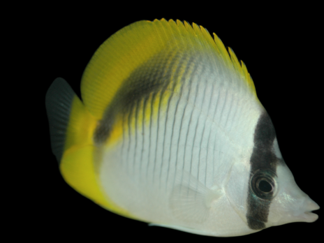 Chaetodon lineolatus 7-10cm