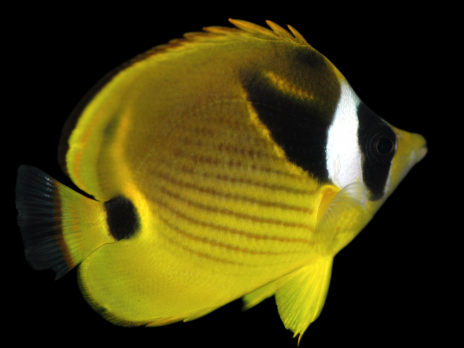 Chaetodon lunula 10-15 cm