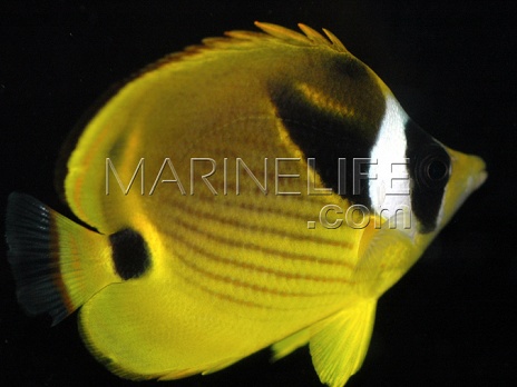 Chaetodon lunula