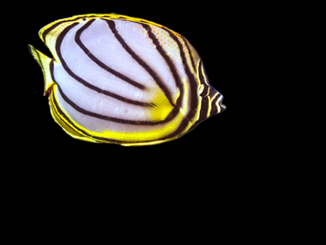 Chaetodon meyeri Juv&eacute;nile 4-7 cm