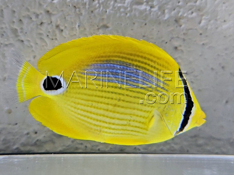 Chaetodon plebeius