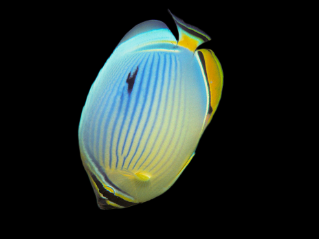 Chaetodon trifasciatus 7-10 cm