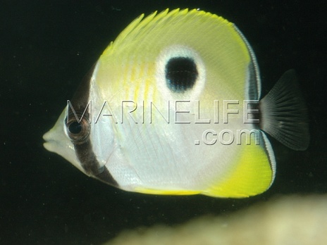 Chaetodon unimaculatus