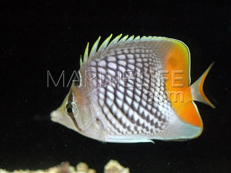 Chaetodon xanthurus
