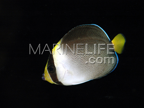 Chaetodontoplus mesoleucus Adulte 8-12 cm