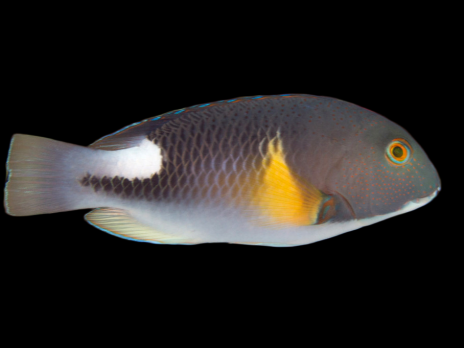 Choerodon anchorago 6-12 cm