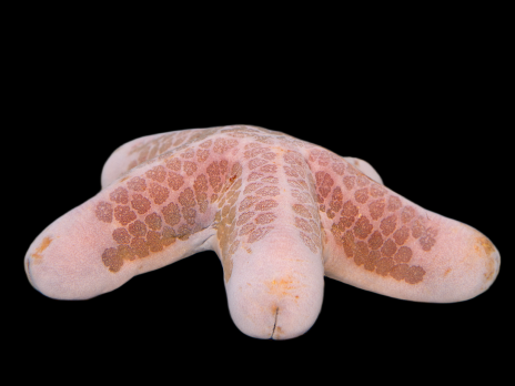 Choriaster granulatus 18-20 cm