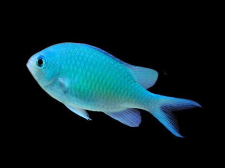 Chromis viridis 2-3 cm