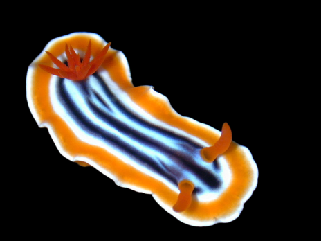 Chromodoris spp. 3-4 cm