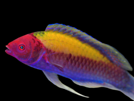 Cirrhilabrus aurantidorsalis M&acirc;le 6-8 cm