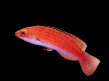 Cirrhilabrus naokoae Femelle 3-4cm