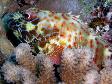 Cirrhitus pinnulatus
