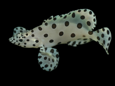 Cromileptes altivelis 8-12cm