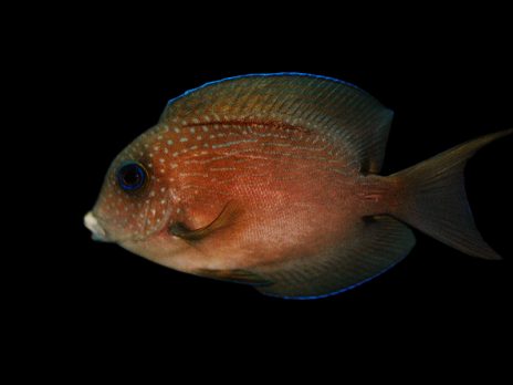 Ctenochaetus binotatus Adulte 8-12 cm