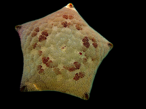 Culcita novaeguinea 15-20 cm
