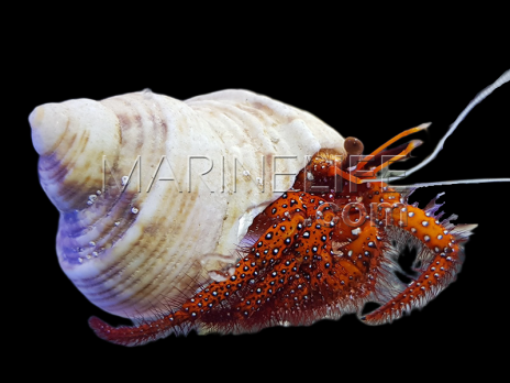 Dardanus megistos 3-5 cm