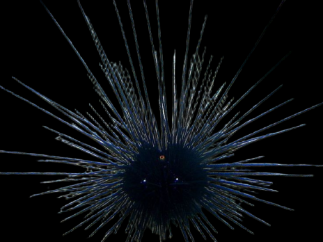 Diadema savignyi 6-10 cm