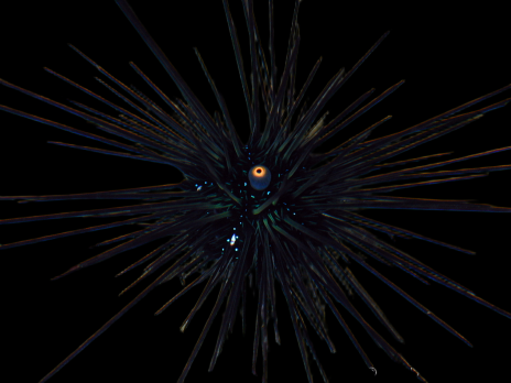 Diadema setosum 4-6 cm
