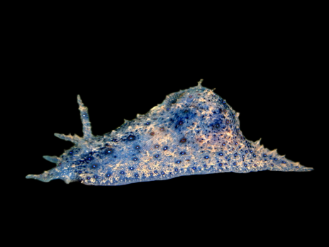 Dolabrifera dolabrifera 5-7cm