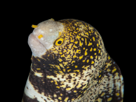 Echidna nebulosa 30-40 cm