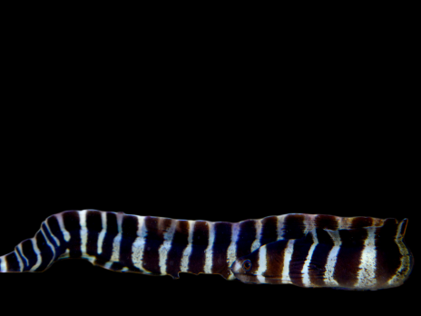 Echidna polyzona 10-15 cm