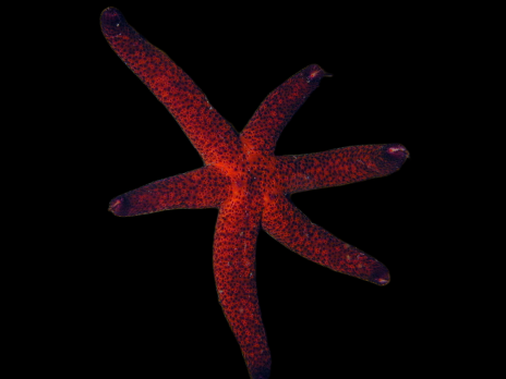 Echinaster luzonicus 8-10 cm Rouge