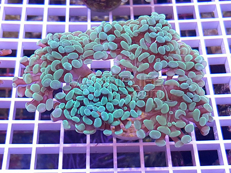 Euphyllia paraancora blue light 01
