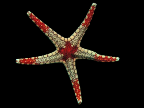 Fromia monilis 5-7 cm Orange