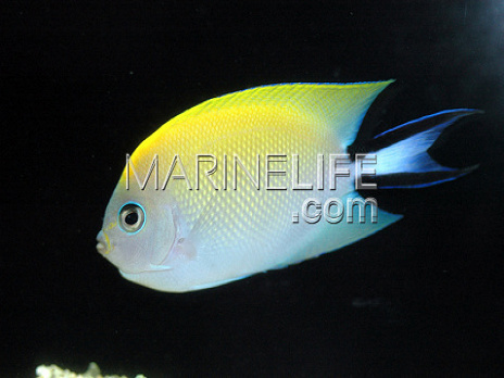 Genicanthus melanospilos Femelle M