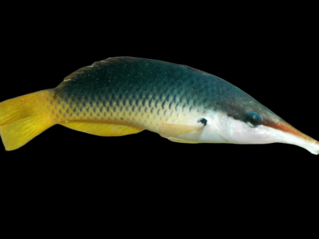 Gomphosus caeruleus Femelle 4-7 cm Beige
