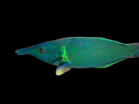 Gomphosus caeruleus M&acirc;le 10-15 cm Vert