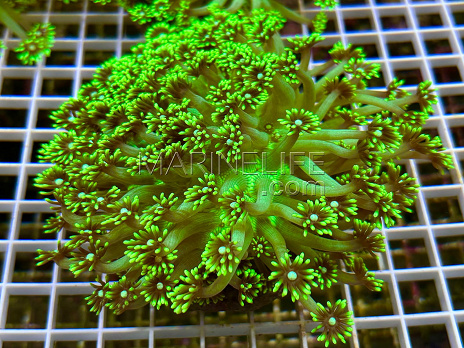Goniopora stokesi Green fusion 01