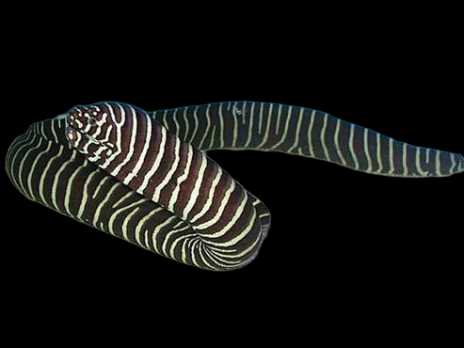 Gymnomuraena zebra 30-50 cm