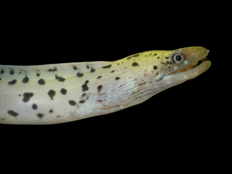 Gymnothorax fimbriatus Adulte 30-50 cm