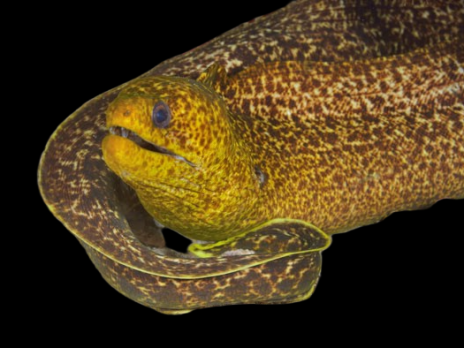 Gymnothorax flavimarginatus 40-60 cm