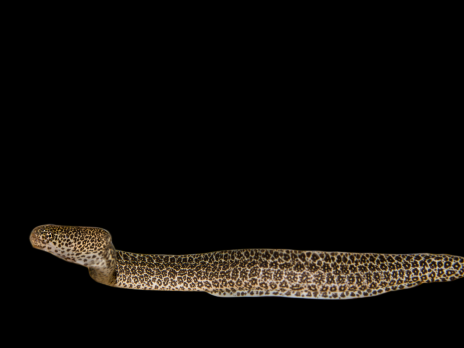 Gymnothorax pictus 50-80 cm