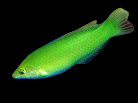 Halichoeres chloropterus Femelle 4-5 cm
