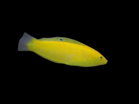 Halichoeres chrysus Femelle 3-4 cm