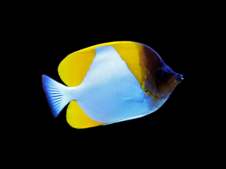 Hemitaurichthys polylepis 7-10 cm