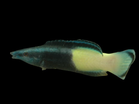 Labroides bicolor Juv&eacute;nile M