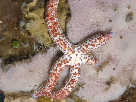 Linckia multifora