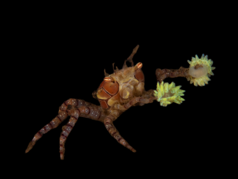 Lybia tesselata 2-3cm