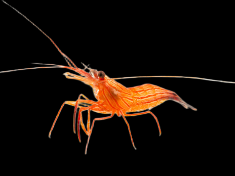 Lysmata vittata 3-4 cm