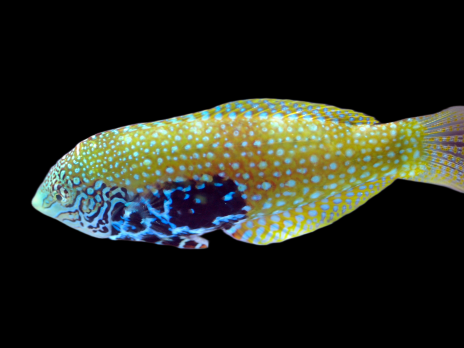 Macropharyngodon bipartitus bipartitus M
