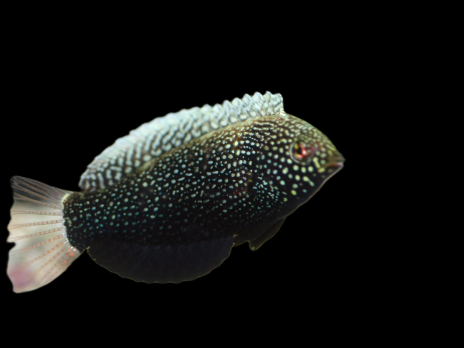 Macropharyngodon negrosensis 4-6 cm
