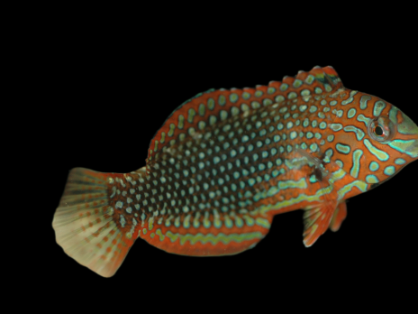 Macropharyngodon ornatus 5-8 cm