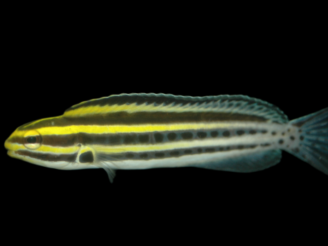 Meiacanthus grammistes 4-6cm