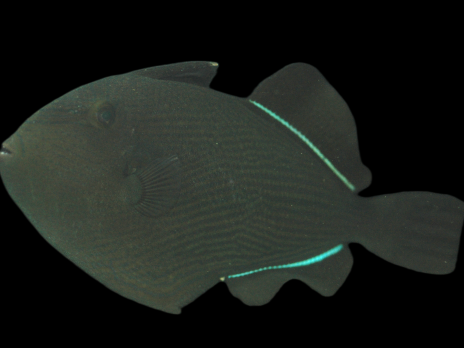 Melichthys indicus 8-10cm