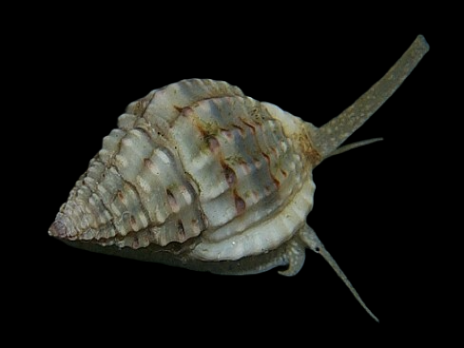 Nassarius spp. - Lot de 10